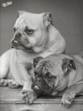 Buy Two Unnamed Bulldogs Sit Together at AllPosters.com
