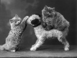 Buy These Two Kittens Have Fun with a Toy Dog at AllPosters.com