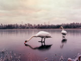 Swans on a Frozen Pond, January 2001
