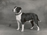 Buy Champion Constones Cadet Owner: Cairns at AllPosters.com