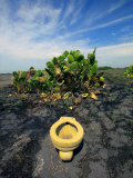 Buy An Toilet on a Black Sand Beach with Cacti at AllPosters.com