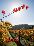 Te Kairanga Vineyard, Martinborough, Wairarapa, North Island, New Zealand