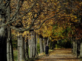 Buy A Man Strolls Through Lazienki Park on a Crisp Autumn Morning in Warsaw, Poland, October 30, 2006 at AllPosters.com