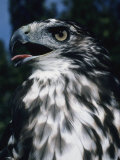 Red-Tailed Hawk Sticks Out Its Tongue