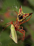 Micrathena Sagittata Spider in Its Web with Leafhopper Prey