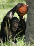 Buy A Young Chimpanzee Attempts to Crack a Coconut Colored Orange to Look Like a Pumpkin at AllPosters.com