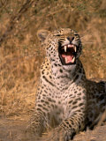 Panther, Okavango Delta, Botswana