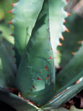 Tobala Agave, Guelatao, Oaxaca, Mexico