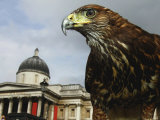 Elektra, a Harris Hawk