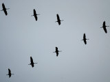 Buy Birds Over Frankfurt at AllPosters.com