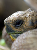Profile of Giant Tortoise, La Galapaguera, Ecuador