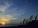 A Flock of Pelicans Soars Above a Beach at Sunset
