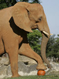 Buy An African Elephant Prepares to Smash a Pumpkin at AllPosters.com