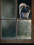 Grey Squirrel (Sclurus Carolinensis) Perched in Window Frame, Llanidloes, United Kingdom