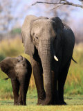 Mother and Calf Elephants (Loxodonta Africana), Moremi Wildlife Reserve, Botswana