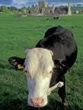 Buy Pasture and Cow, Hore Abbey, County Tipperary, Ireland at AllPosters.com