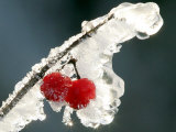 Eisverkrustete Fruechte Eines 'Gemeinen Schneeball' Strauches