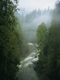 A Salmon Spawning River Runs Through a Temperate Rainforest