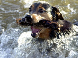 Summer a Labrador Retriever-Rottweiler Crossbreed Swims