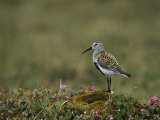 Portrait of a Dunlin, Calidris Alpina