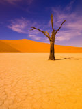 Skeleton Trees in Dead Vlei, Namibia World Heritage Site, Namibia