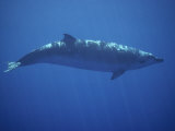 A Beaked Whale Swimming in the Clear Waters of the Hawaiian Islands