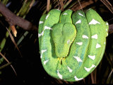 Emerald Tree Boa, Amazon, Ecuador