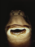 A Close View of the Mouth of a Specimen Cookie Cutter Shark