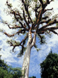 Buy Ceiba Tree, Tikal, El Peten, Guatemala at AllPosters.com