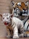 Six-Year-Old Bengal Tigress Rosi