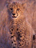 Buy Cheetah, Phinda Reserve, South Africa at AllPosters.com