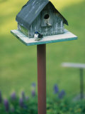 A Tree Swallow Sits on the Front Porch of Its House