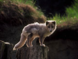 Gray Fox Standing on Stump