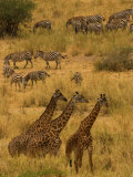 Three Masai Giraffe in Foreground with a Herd of Common Zebras Behind