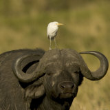 Portrait of a Cape Buffalo with a Cattle Egret Perched on Its Head (Syncerus Caffer)