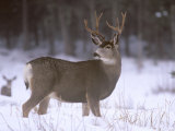 Buy Mule Deer Buck in Winter at AllPosters.com