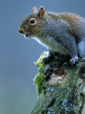 Grey Sqirrel (Sciurus Carolinensis) Adult, Llanidloes, United Kingdom