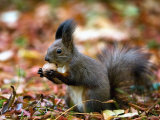 A Squirrel Handles a Nut Received from a Child in a Park in Bucharest, Romania November 6, 2006