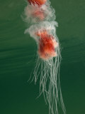 Jellyfish, New Zealand