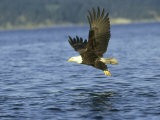 Buy Bald Eagle, with Fish, Montana at AllPosters.com