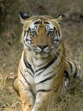 Bengal Tiger, Portrait of Male Tiger, Madhya Pradesh, India