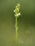 Buy Lesser Butterfly Orchid in Grassland, Oxfordshire, UK at AllPosters.com