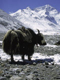Yaks at Everest Base Camp, Tibet