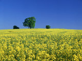 Buy Trees on Horizon of Field of Rape, Sussex, UK at AllPosters.com