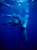Sperm Whale, Protecting Calf, Portugal