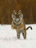 Tiger Adult Running Through Snow, Winter