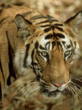 Buy Tiger, Portrait, India at AllPosters.com