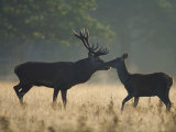 Red Deer