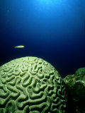 Buy Common Brain Coral, Close-up, Caribbean at AllPosters.com