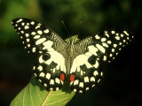 Common Lime, India